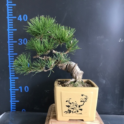 老盆阳台庭院客厅造型黑松盆景