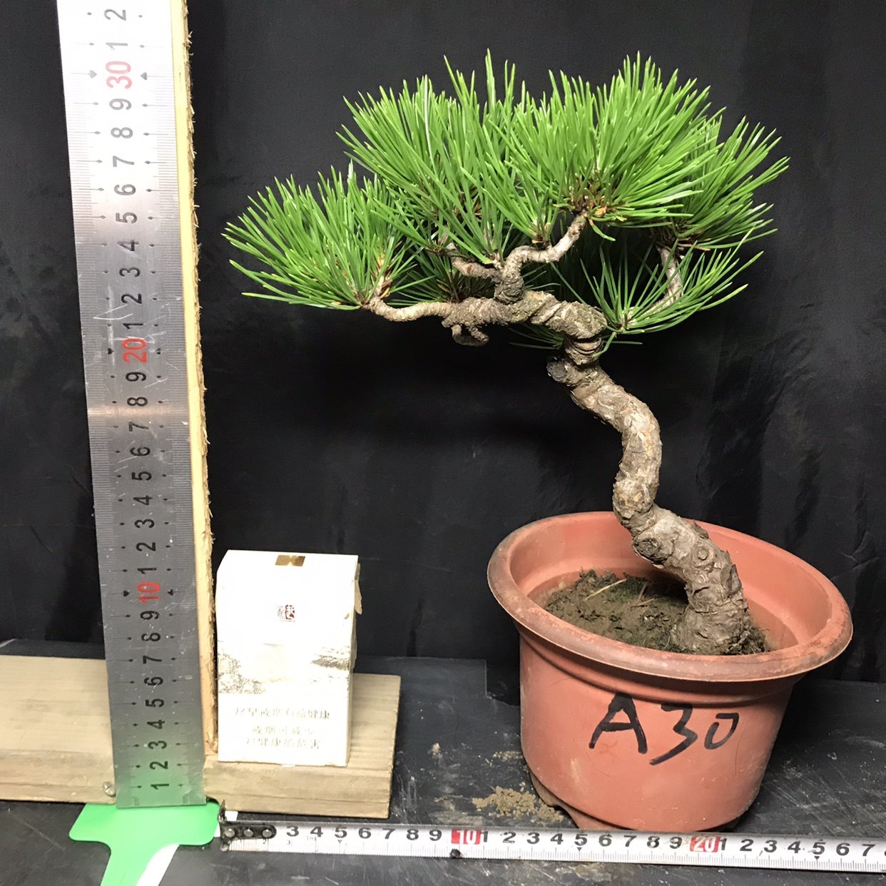 一图一拍老盆造型黑松小老桩四季桌面绿植