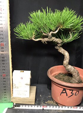 一图一拍老盆造型黑松小老桩四季常青造型优美
