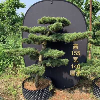 一物一拍高杆日本宫岛大阪松阳台庭院盆景老桩迎客松江浙沪包邮