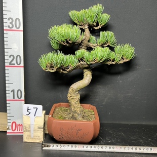 日本宫岛大阪松 一图一拍阳台庭院客厅造型盆景老桩迎客松常青树