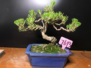 一图一拍老盆暴皮黑松盆景阳台庭院客厅造型盆栽老桩迎客松绿植