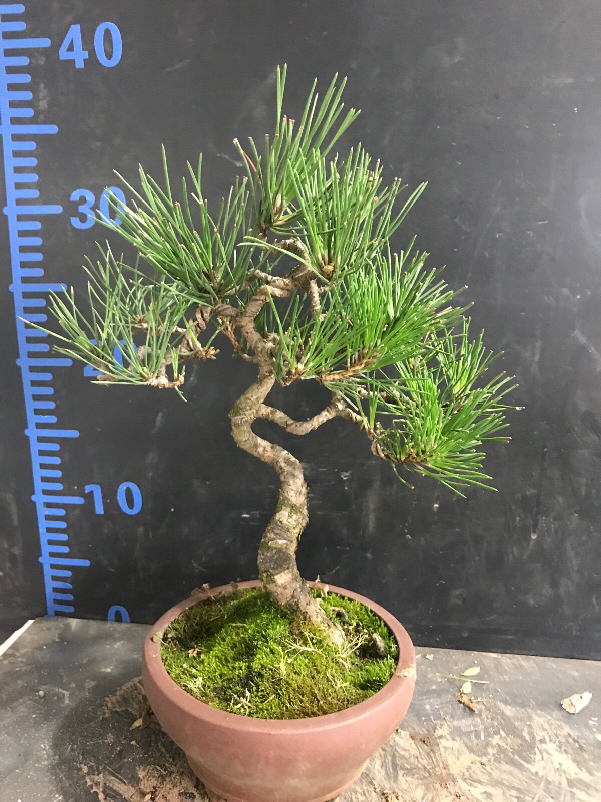 一图一拍老盆黑松盆景阳台庭院客厅造型盆栽老桩迎客松四季常青树