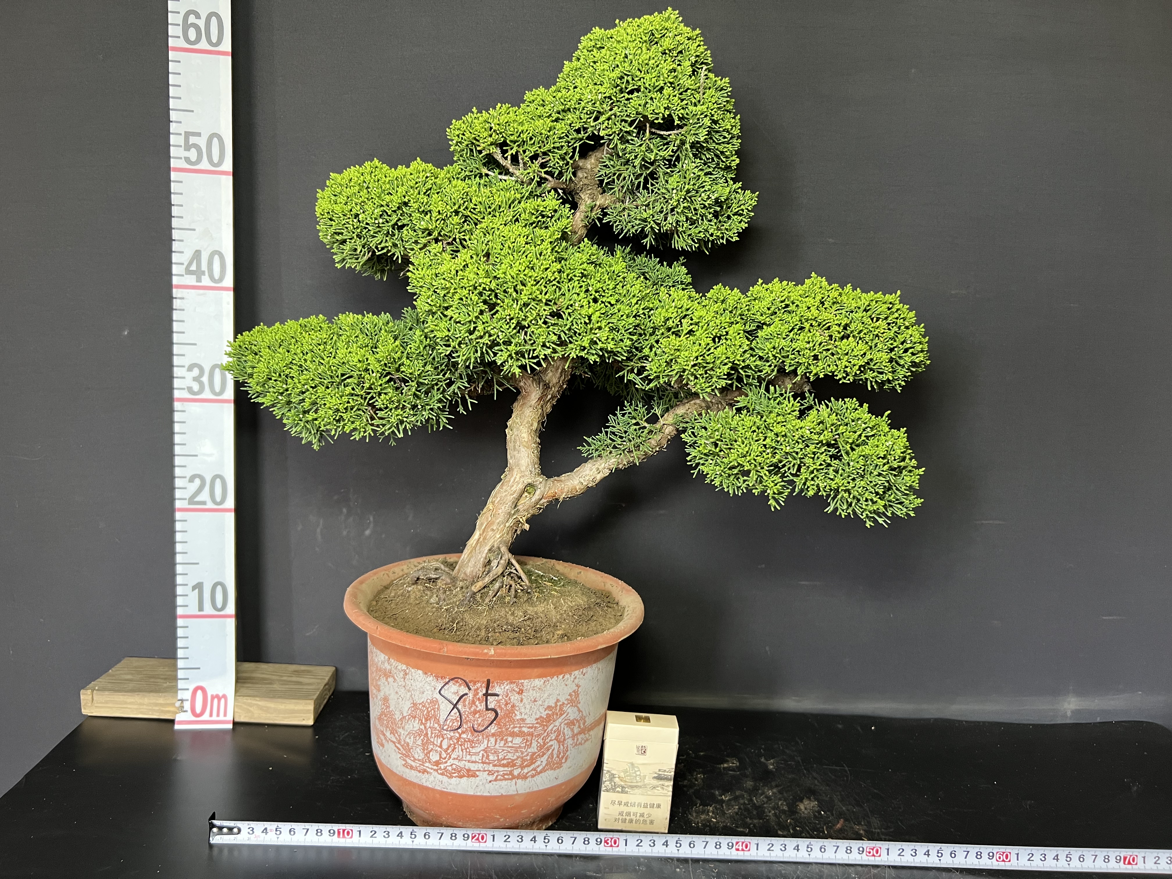 一图一拍老盆精品济州真柏阳台庭院客厅造型盆栽老桩迎客松常青树