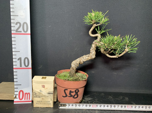 一图一拍老盆趣味小黑松阳台庭院客厅造型盆栽老桩迎客松常青