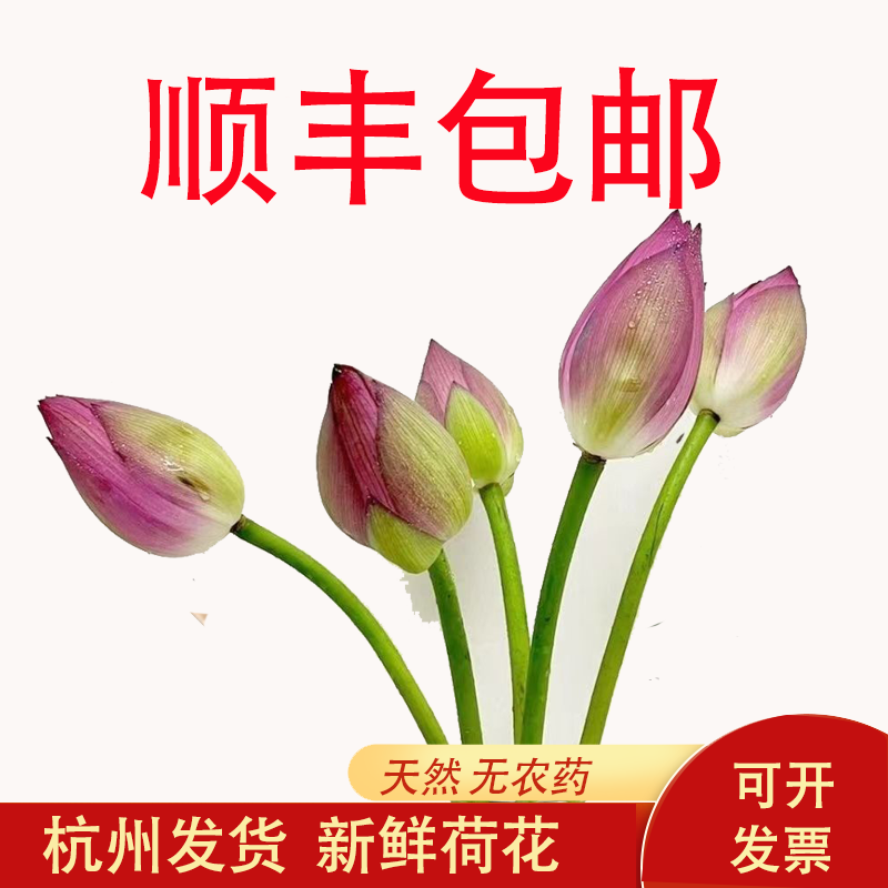 新鲜荷花现摘带杆莲花花苞