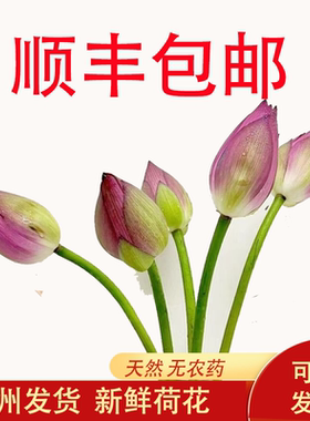 新鲜荷花现摘带杆莲花花苞