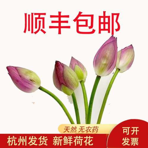 新鲜荷花现摘带杆莲花花苞