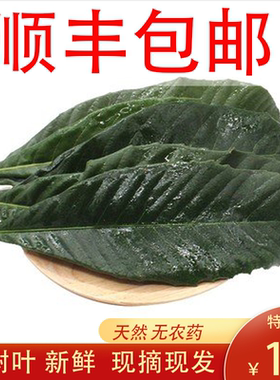塘栖枇杷叶500g新鲜野生枇杷树叶现摘现发农家可食用批把茶无农药