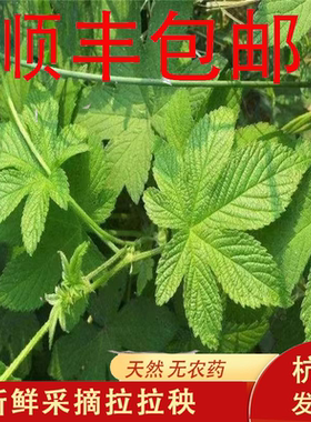 新鲜拉拉秧500g野生现采摘葎草
