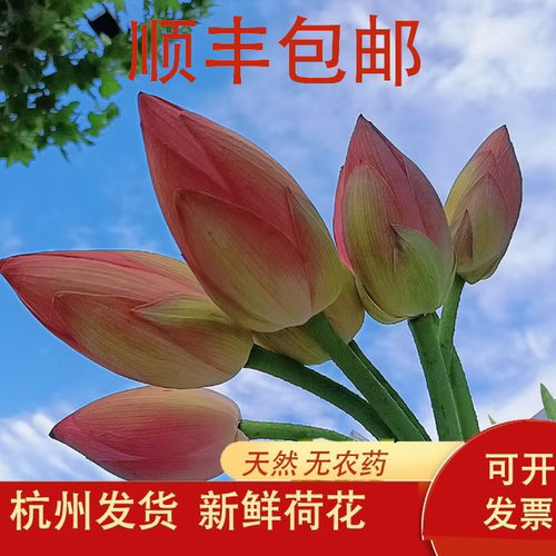 顺丰新鲜荷花10朵带杆