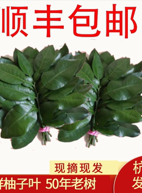 新鲜柚子叶老树碌柚叶带枝叶子树叶祈福开运沐浴青团乔迁新居出狱