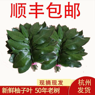 新鲜柚子叶老树碌柚叶带枝叶子树叶祈福开运沐浴青团乔迁新居出狱