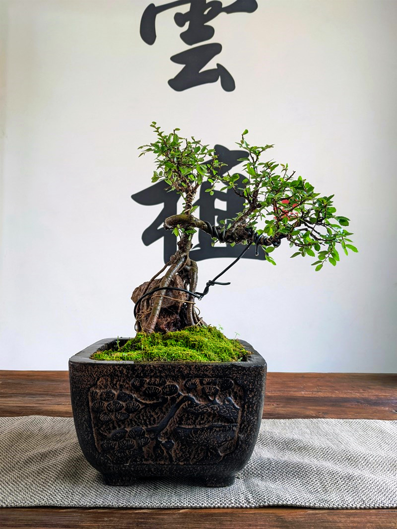 雲植仿古仿石新中式古典高端创意榔榆桌面盆景花器花盆松鹤延年i.