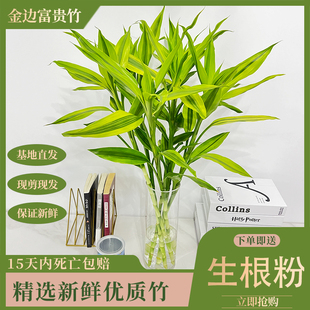 大叶金边富贵竹带根招财四季好养简单易养室内办公桌客厅水培植物