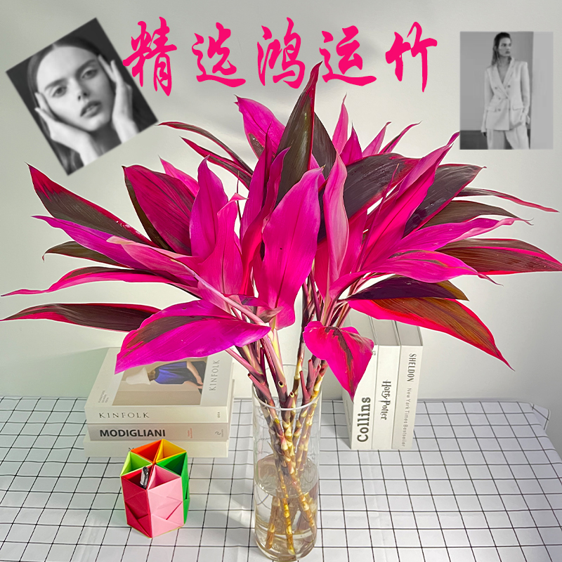 带根鸿运竹紫竹鸿运当头水培绿植