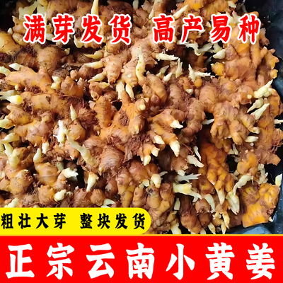 姜种子云南本地小黄姜发芽生姜农家种植黄姜带芽老姜种子苗老姜