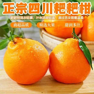 正宗四川耙耙柑新鲜应季香甜可口碰柑春见整箱桔子爆汁产地直发