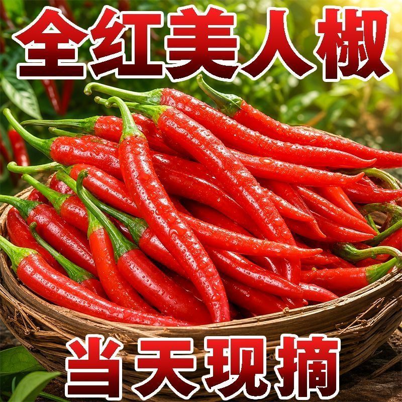 山西全红美人椒新鲜辣椒散装当季辣椒