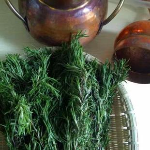 马鞭草酮迷迭香纯露500ml 不分离精油 疏通毛孔