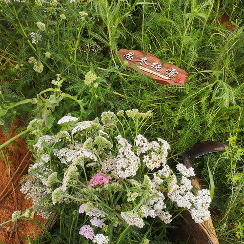 25年新出西洋蓍草纯露250ml