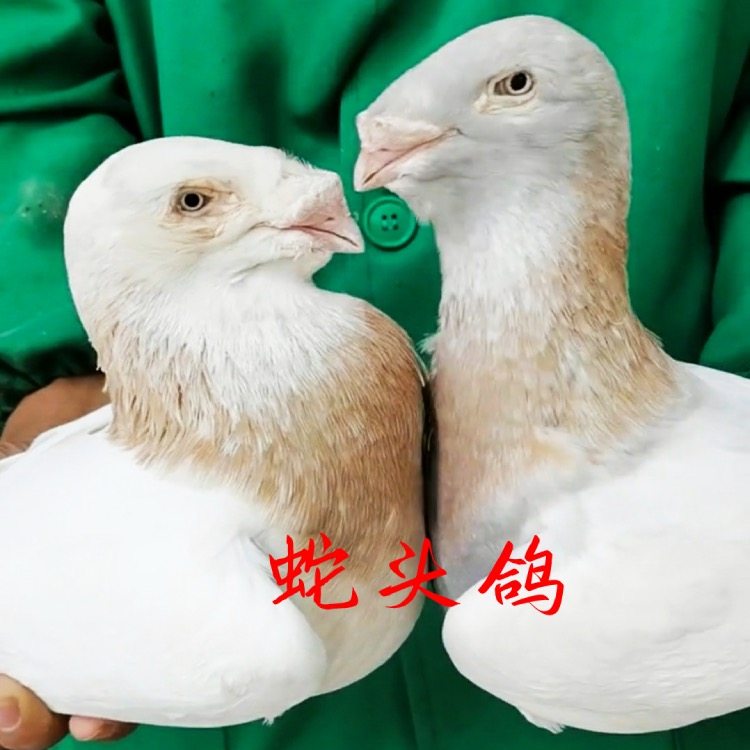 头型鸽蛇头鸽黄杠蛇头亮子蛇头宠物鸽子活物一对种鸽青年鸽包邮