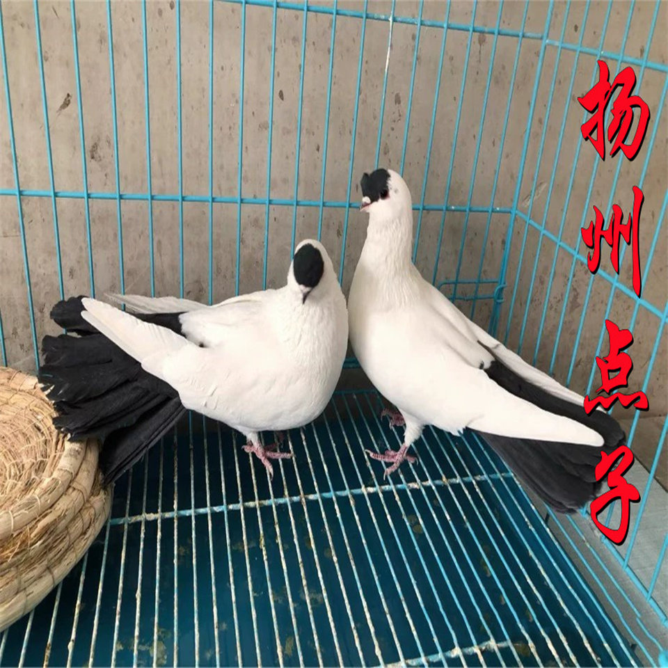 扬州点子观赏鸽大尾点子高飞点子正宗扬州点子传统国系扬州点子