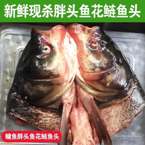 十斤胖头鱼鱼头活鱼现宰发顺丰
