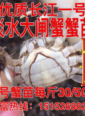 顺丰包邮淡水养殖大闸蟹苗鲜活小螃蟹毛蟹苗长江系蟹苗河蟹苗