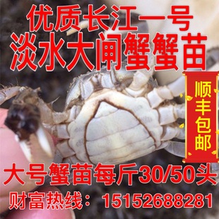 顺丰包邮淡水养殖大闸蟹苗鲜活小螃蟹毛蟹苗长江系蟹苗河蟹苗