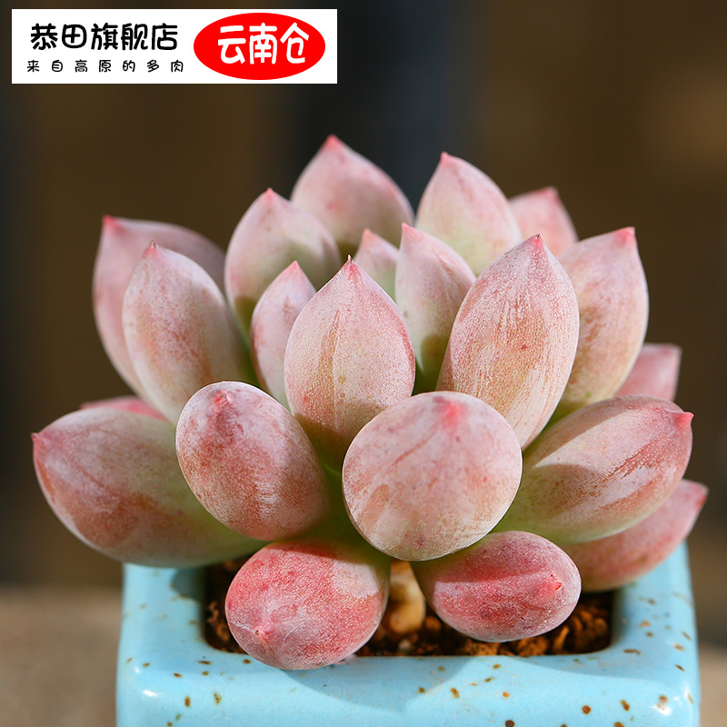 云南直发 所罗门多肉植物小盆栽绿植花卉办公室桌面肉肉植物 多肉