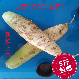 山西运城特色白萝卜绿头萝卜非黄萝卜红青萝卜新鲜5斤包邮