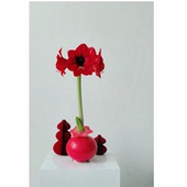 蜡封朱顶红带花苞懒人装 饰开业过节送礼封蜡种球室内好养年宵花卉