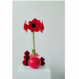 蜡封朱顶红带花苞懒人装饰开业过节送礼封蜡种球室内好养红色摆件