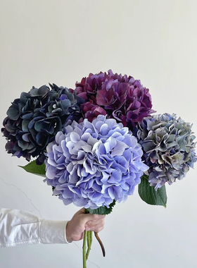 荷兰进口绣球粉蓝紫鲜花速递江浙沪皖两支包邮家用上海同城