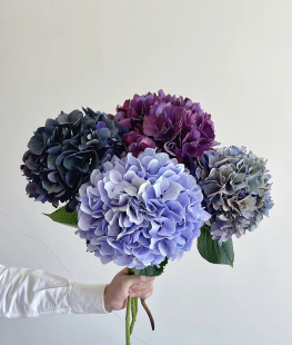 荷兰进口绣球粉蓝紫鲜花速递江浙沪皖两支 家用上海同城 包邮