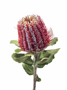 玉米佛塔进口干燥花酒店咖啡馆店铺橱窗样板间软装高级侘寂风摆件