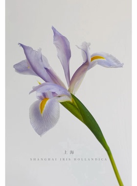 浅紫色鸢尾鲜切花爱丽丝鸢尾鲜花束家用插花小众节日礼物手捧花