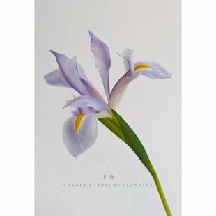 浅紫色鸢尾鲜切花爱丽丝鸢尾鲜花束家用插花小众节日礼物手捧花