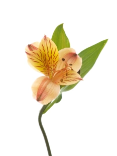 水仙百合鲜花六出花鲜切花卉插花材家用水养水培多头插瓶六初花束