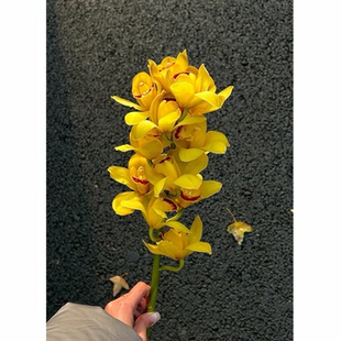 大花蕙兰鲜切花黄橘色家用水培插花兰花婚庆惠兰桌面装饰手捧花