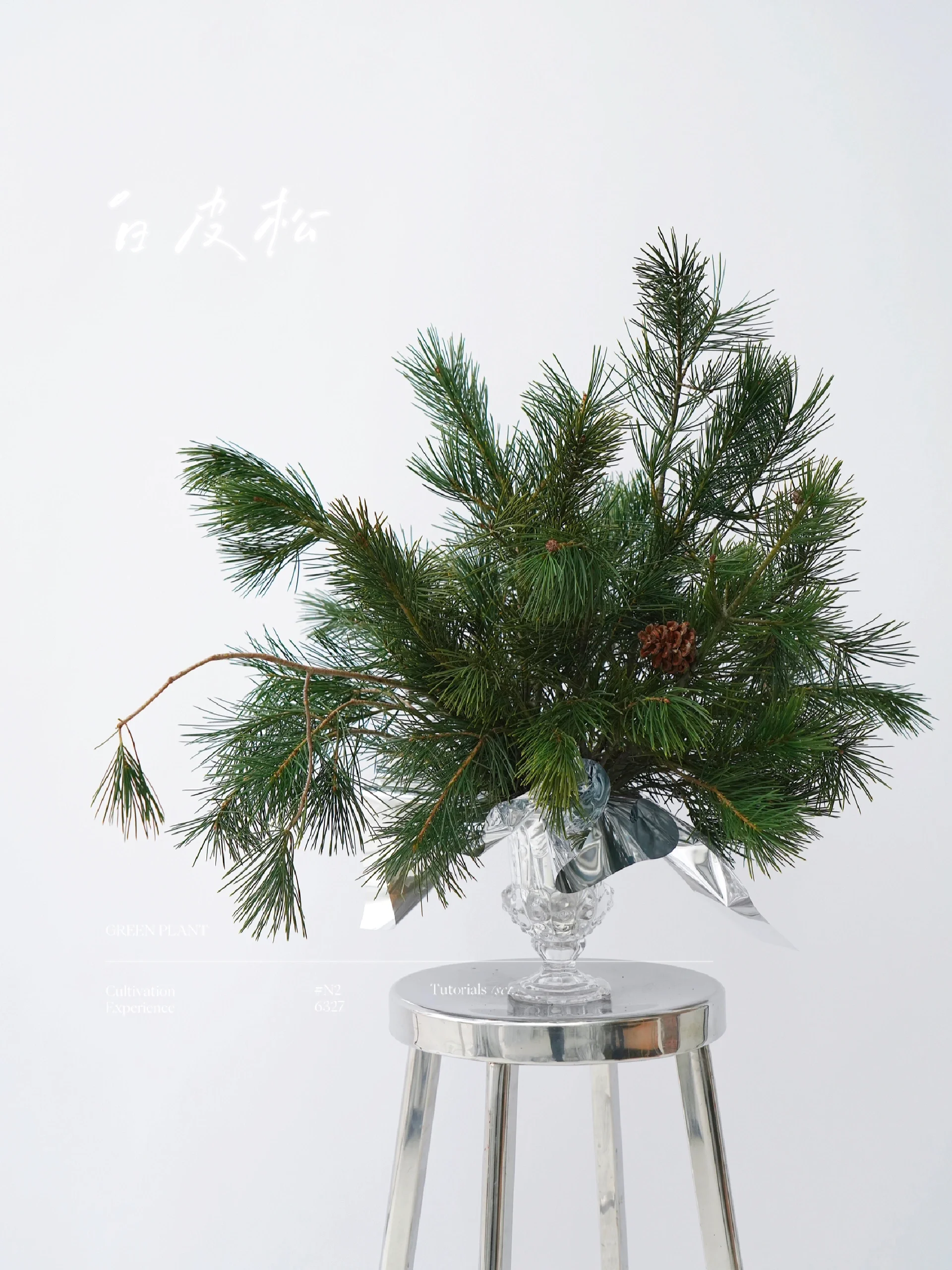 五针松鲜切松针垂挂型花材白皮松鲜花真花水养圣诞节造景森系摆件