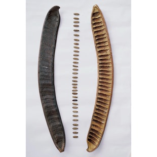 天然干枝干花凤凰木豆荚果壳高级意境插花创意摆件酒店装饰侘寂风