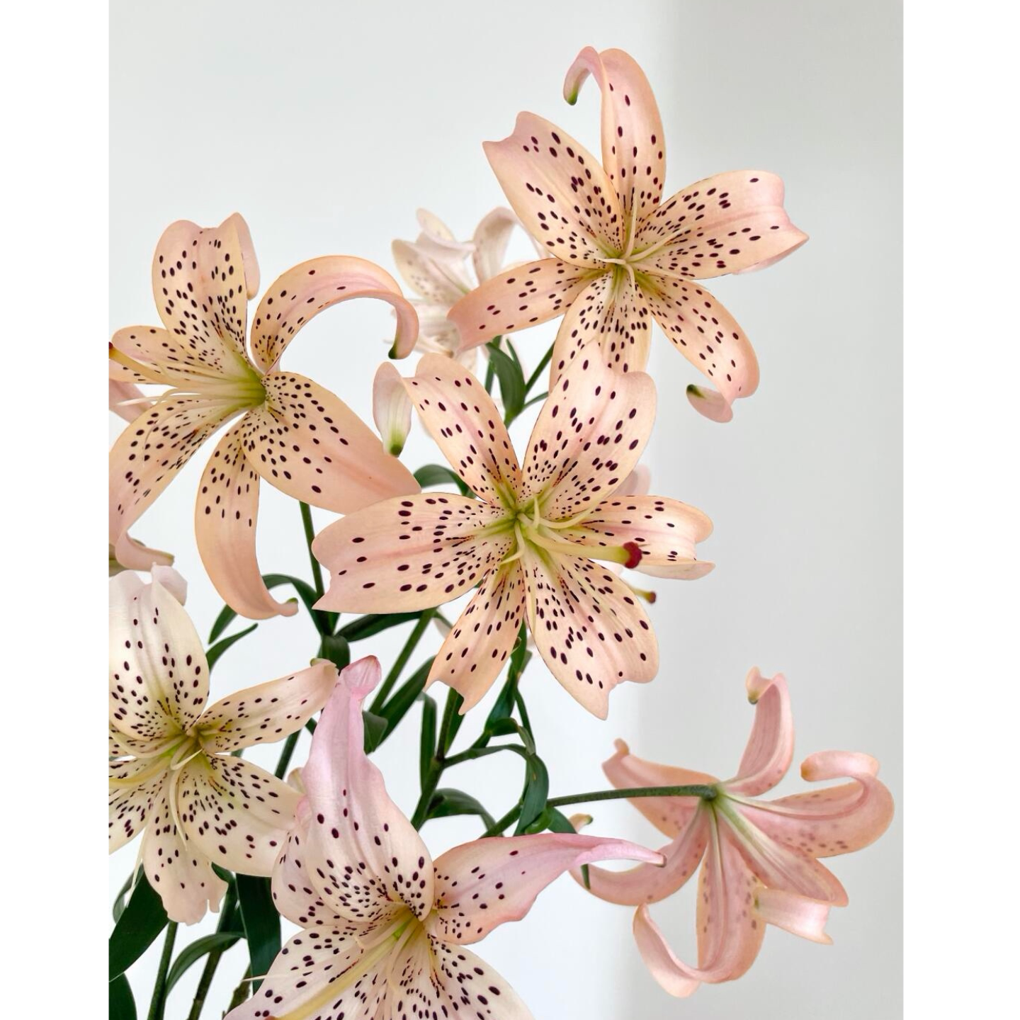 小爱同学皇室千金心星语心愿东方月亮百合树亚百合花新鲜切花鲜花图片