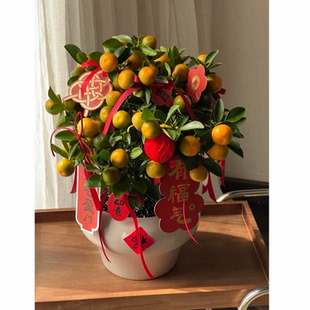 金桔树盆栽带果客厅绿植室内大型植物桔子橘子树苗花卉年桔桔树