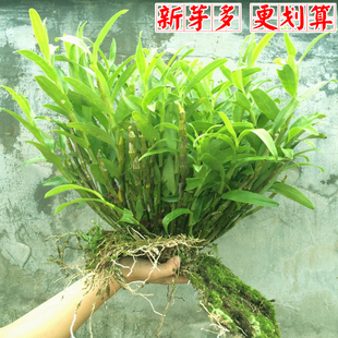 正宗贵州赤水金钗石斛丛苗 送种植教程 石斛盆栽丛苗