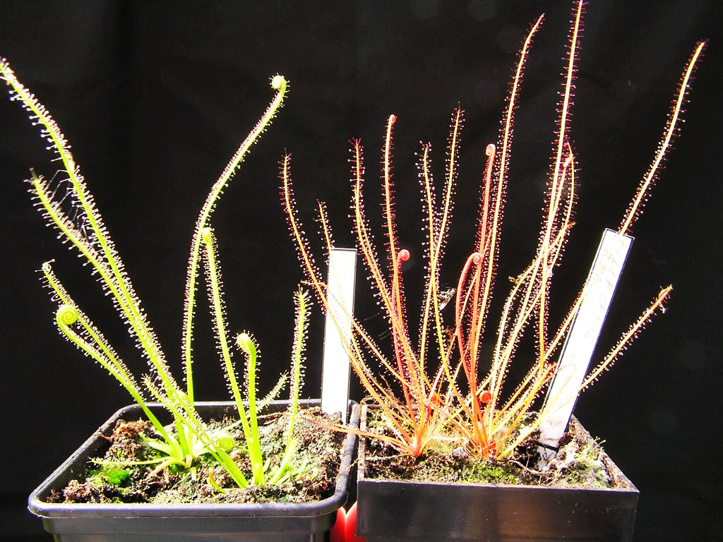 食虫植物丝叶茅膏菜产家直销!价oat格实天在!冬-眠休没有叶片了