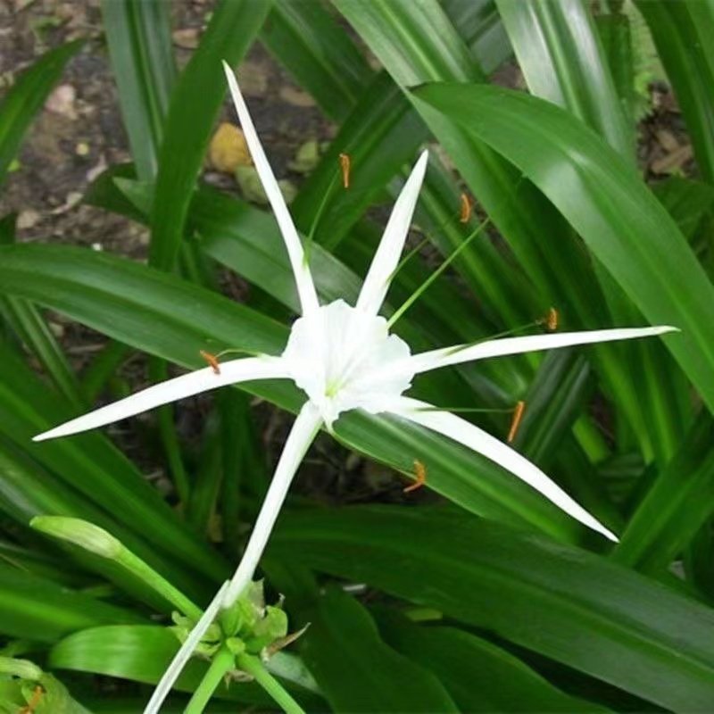 水鬼蕉 蜘蛛兰 赏花观叶耐阴多年生湿地球根植物盆栽庭院花园易活