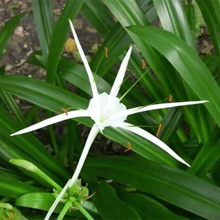 水鬼蕉 蜘蛛兰 赏花观叶耐阴多年生湿地球根植物盆栽庭院花园易活