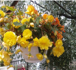 现货进口球根海棠夫妻海棠种球花苗花卉庭院植物多年生四季开花